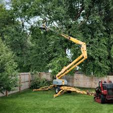 How Our Tree Care Process Works  in Golden Triangle, NJ